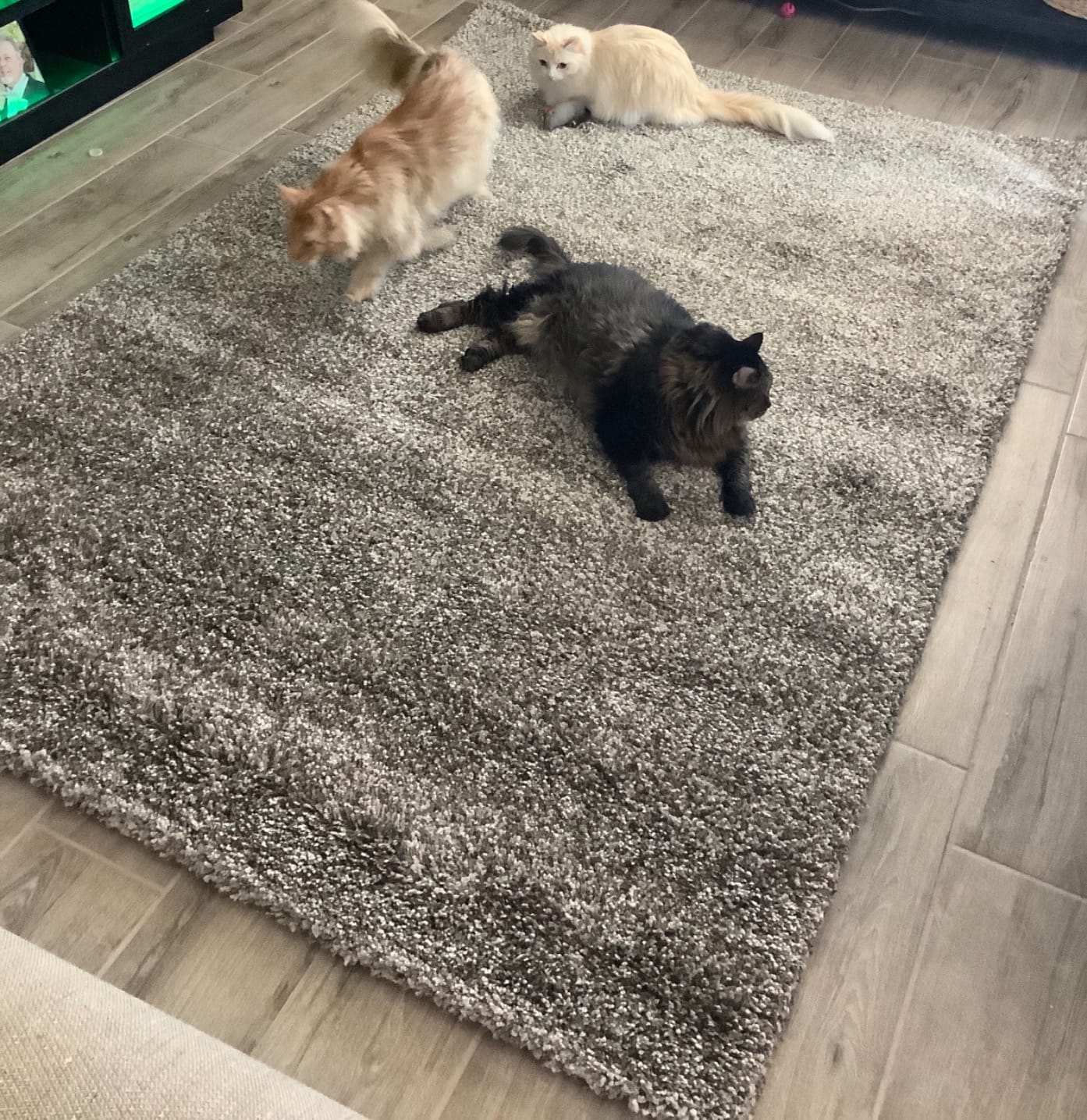 SAFAVIEH Milan Shag Collection Area Rug - 8' x 10', Grey, Solid Design, Non-Shedding & Easy Care, 2-inch Thick Ideal for High Traffic Areas in Living Room, Bedroom (SG180-8080) customer photo 2
