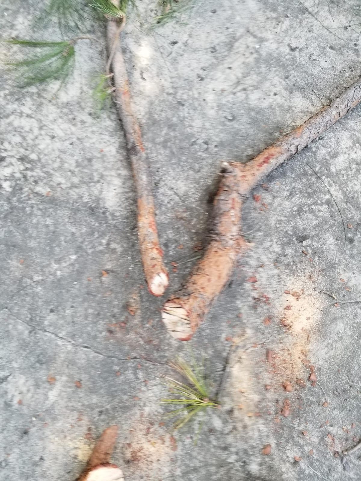 BLACK+DECKER 20V MAX* POWERCONNECT 7/8 in. Cordless Reciprocating Saw (BDCR20B) customer photo 1