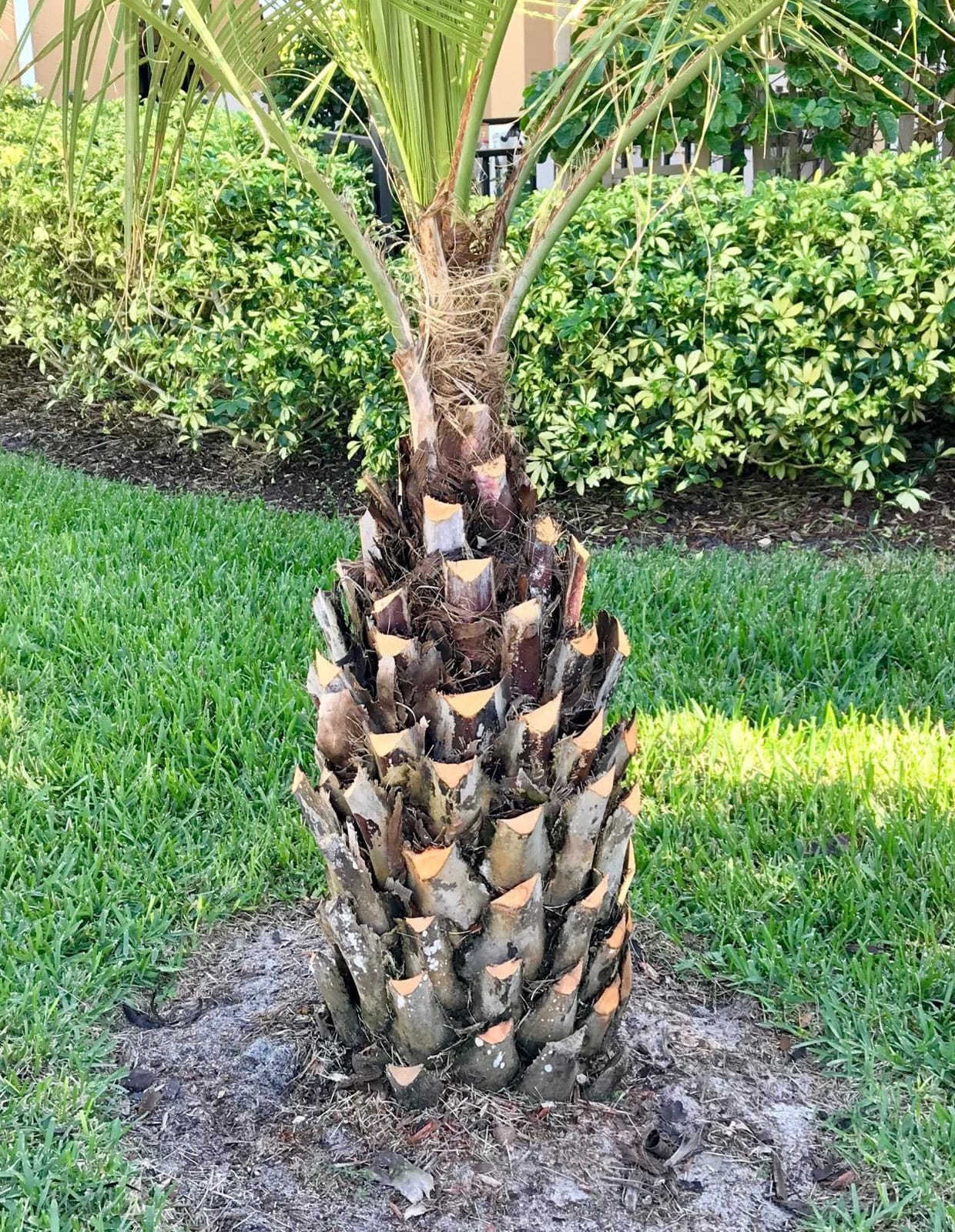 BLACK+DECKER 20V MAX* POWERCONNECT 7/8 in. Cordless Reciprocating Saw (BDCR20B) customer photo 2