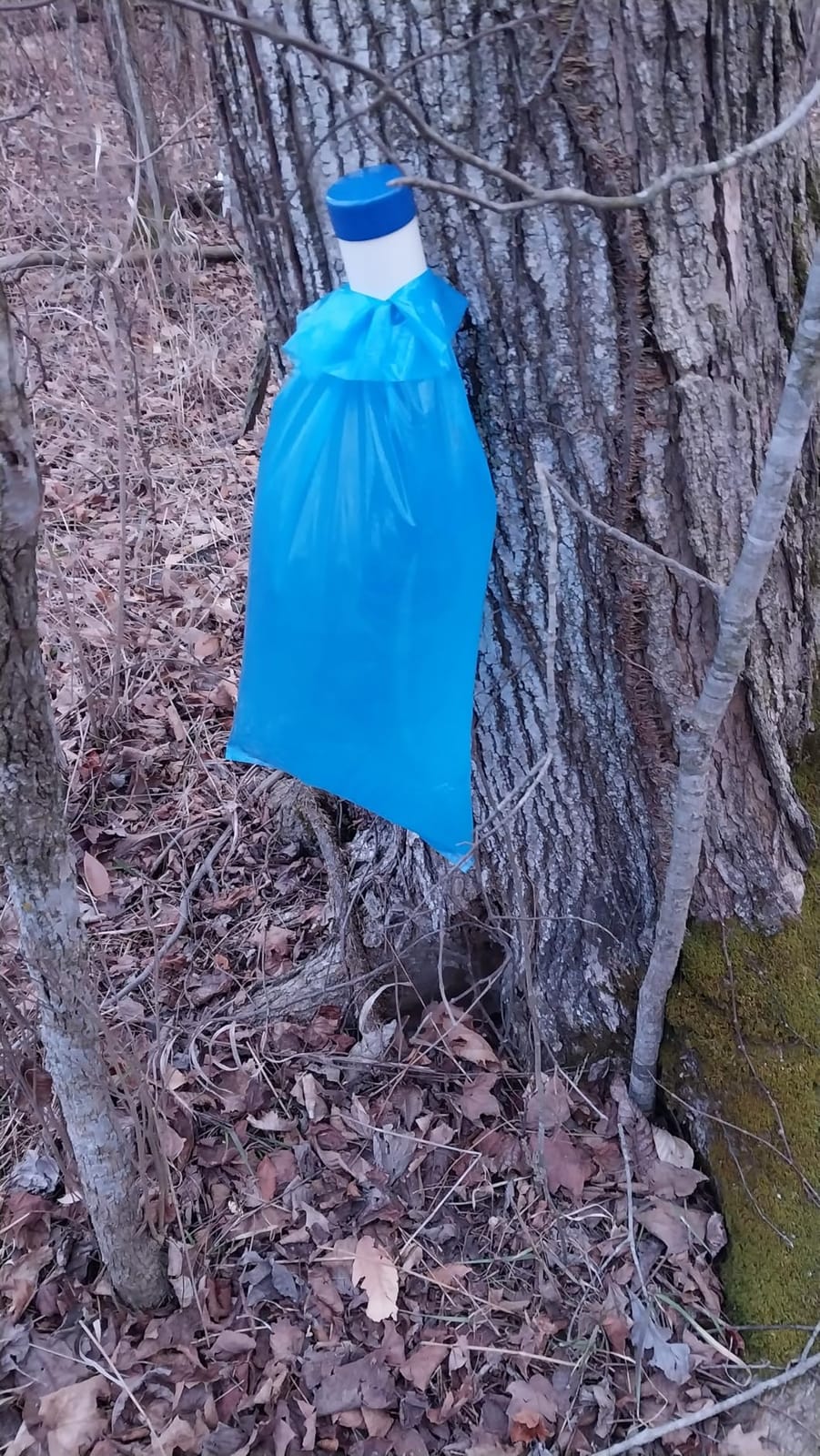 Maple Syrup Tapping Kit with EZ Sap Sack Holders and Sap Meister Taps (10 Pack), Includes 5/16