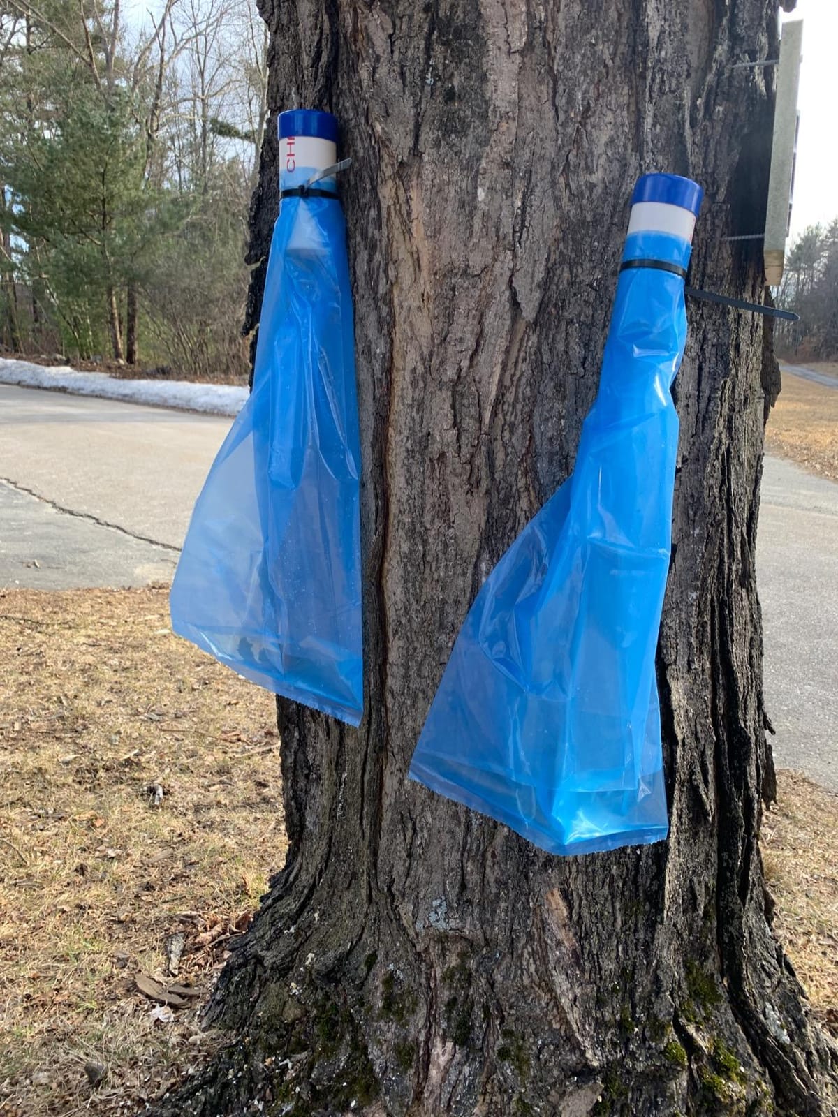 Maple Syrup Tapping Kit Trial Size with EZ Sap Sack Holders and Sap Meister Taps (3 Pack), Includes 5/16