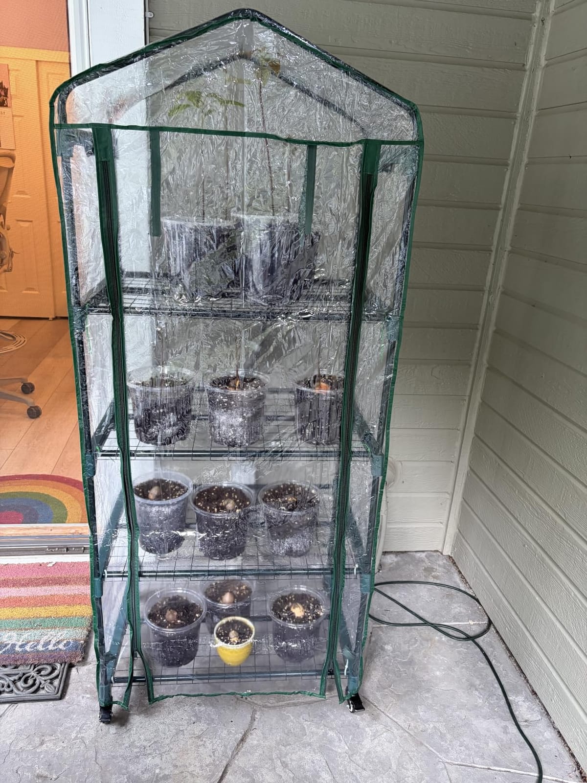 4 Tier Mini Greenhouse - Portable Greenhouse with Locking Wheels and PVC Cover for Indoor or Outdoor Green House by Pure Garden customer photo 2