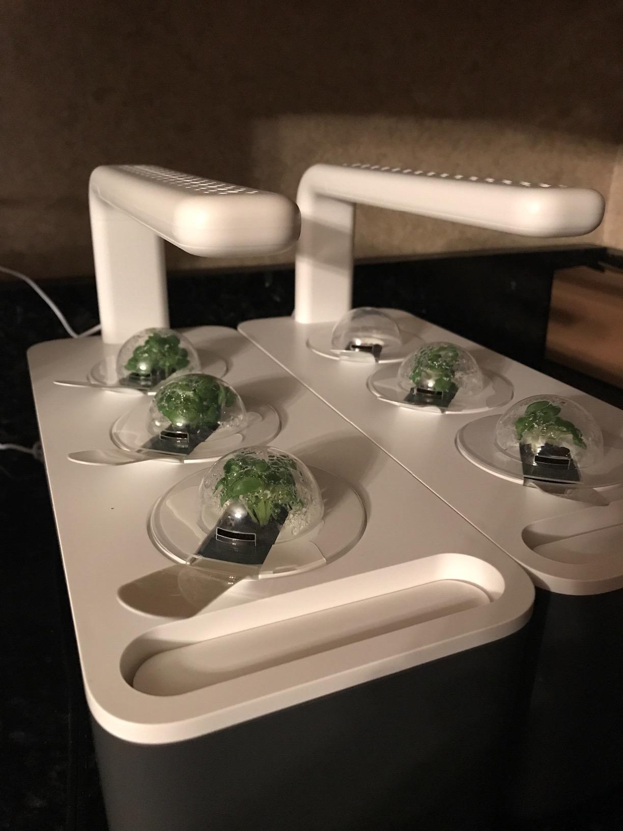 Click & Grow Indoor Herb Garden Kit with Grow Light | Smart Garden for Home Kitchen Windowsill | Easier Than Hydroponics Growing System | Vegetable Gardening Starter (3 Basil Pods Included), White customer photo 1