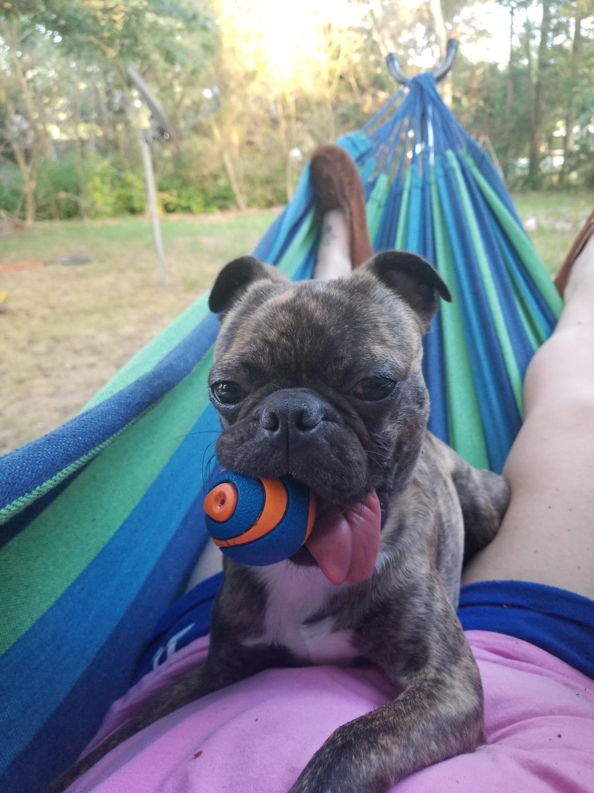 ONCLOUD 550 LBS Capacity Double Hammock with Stand Included with Portable Carrying Bag, Heavy Duty 2-Person Hammock for Outdoors & Indoors - Desert Stripe, Series TDCTZ1 - Blue Green Stripe customer photo 2