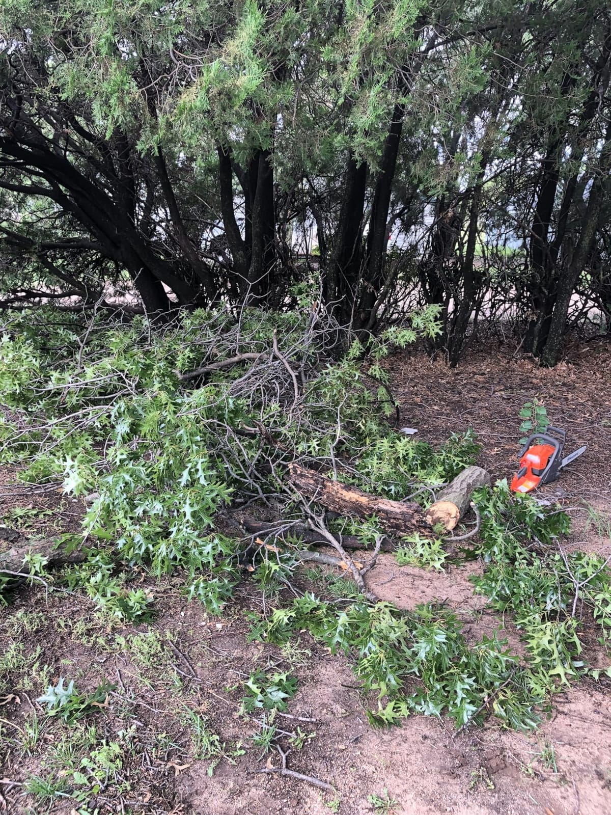 Husqvarna 135 Mark II Gas Powered Chainsaw, 38-cc 2.1-HP, 2-Cycle X-Torq Engine, 16 Inch Chainsaw with Automatic Oiler, For Wood Cutting and Tree Pruning customer photo 2