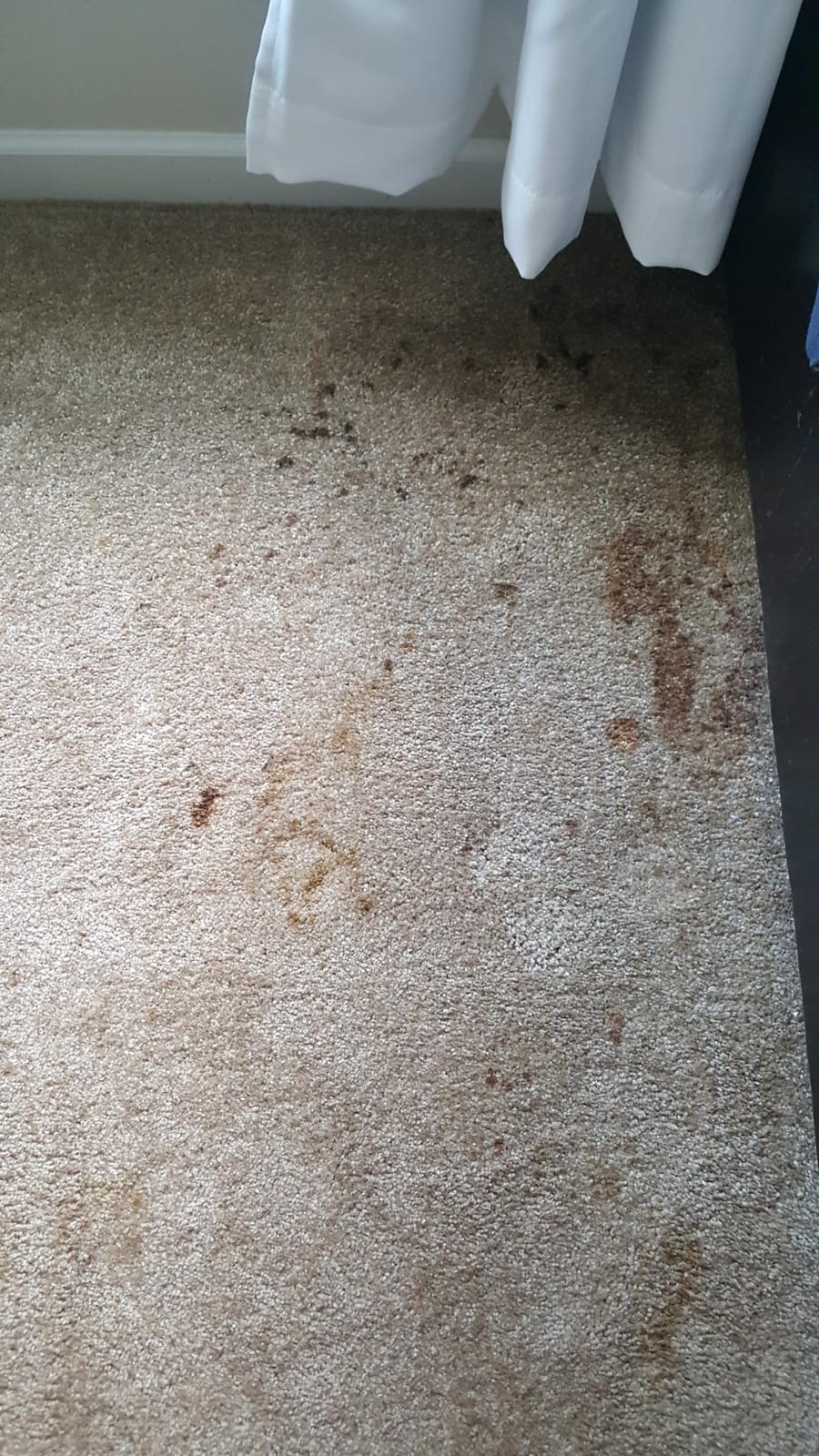 BISSELL ProHeat 2X Revolution Pet Full Size Upright Carpet Cleaner, 1548F, Orange customer photo 2