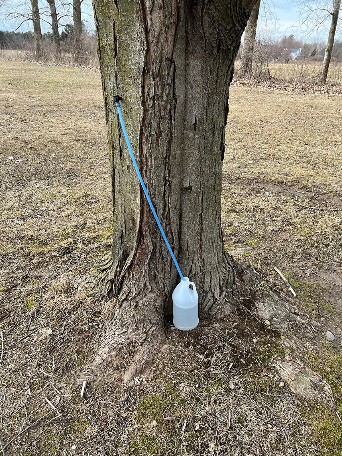 Deluxe Maple Syrup Tree Tapping Kit 10 Taps Long Tubing Sap Sugaring Set, Complete starter set with 10 taps and food-grade tubing drop lines, ideal for beginners or experts customer photo 2