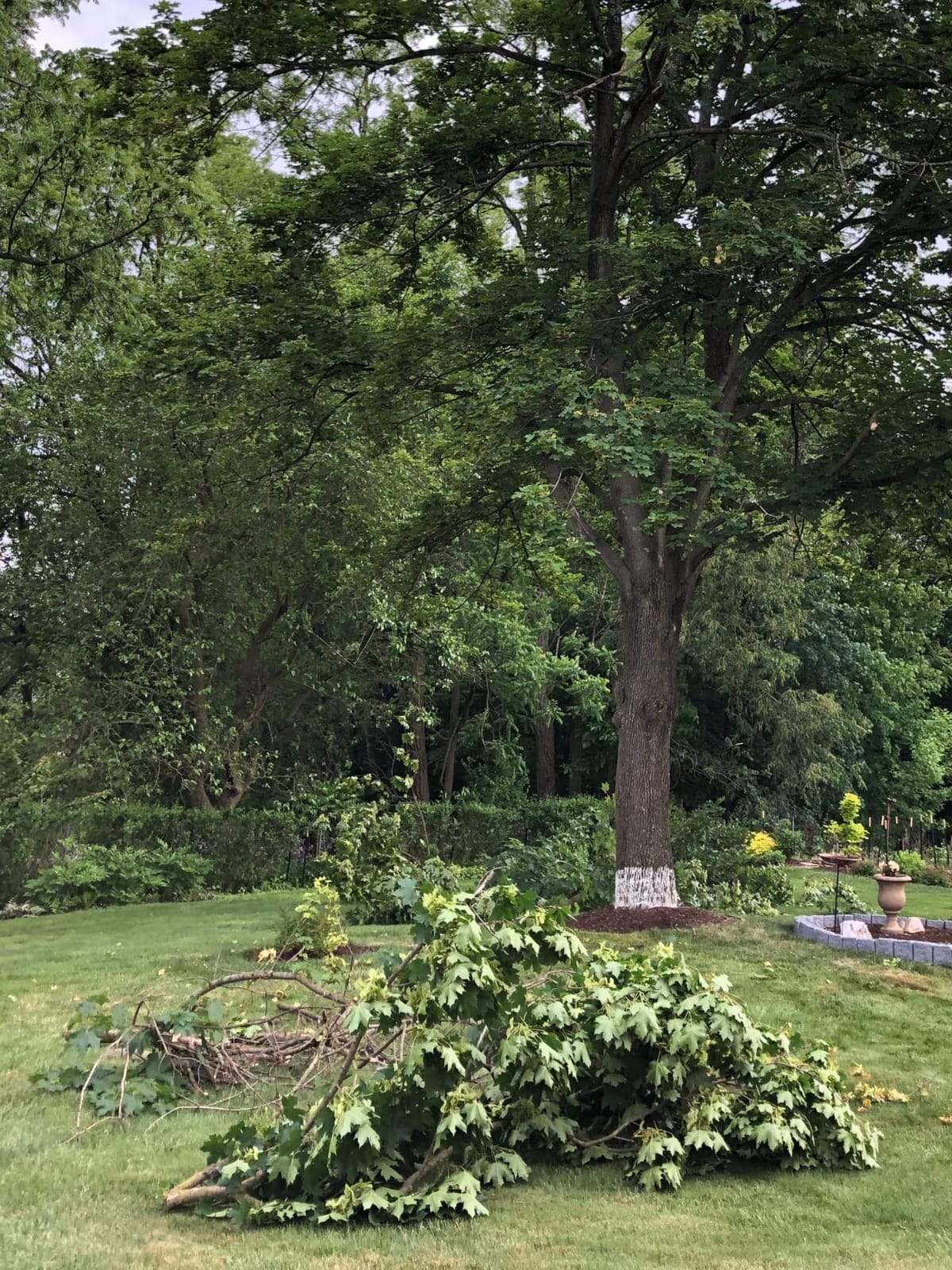 EZ Kut Professional Pole Saw 20' Extendable - Manual Pole Saw for Tree Trimming. Branch Cutter with Double Hook for Branch Removal - Best Tree Pruner. Tree trimmer pole saw. Since 1988 customer photo 2
