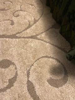 SAFAVIEH Florida Shag Collection Area Rug - 8' x 10', Ivory & Beige, Scroll Design, Non-Shedding & Easy to Clean, High-Low Plush Pile, Ideal for Living Room, Bedroom, Dining Space (SG455-13LT) customer photo 2
