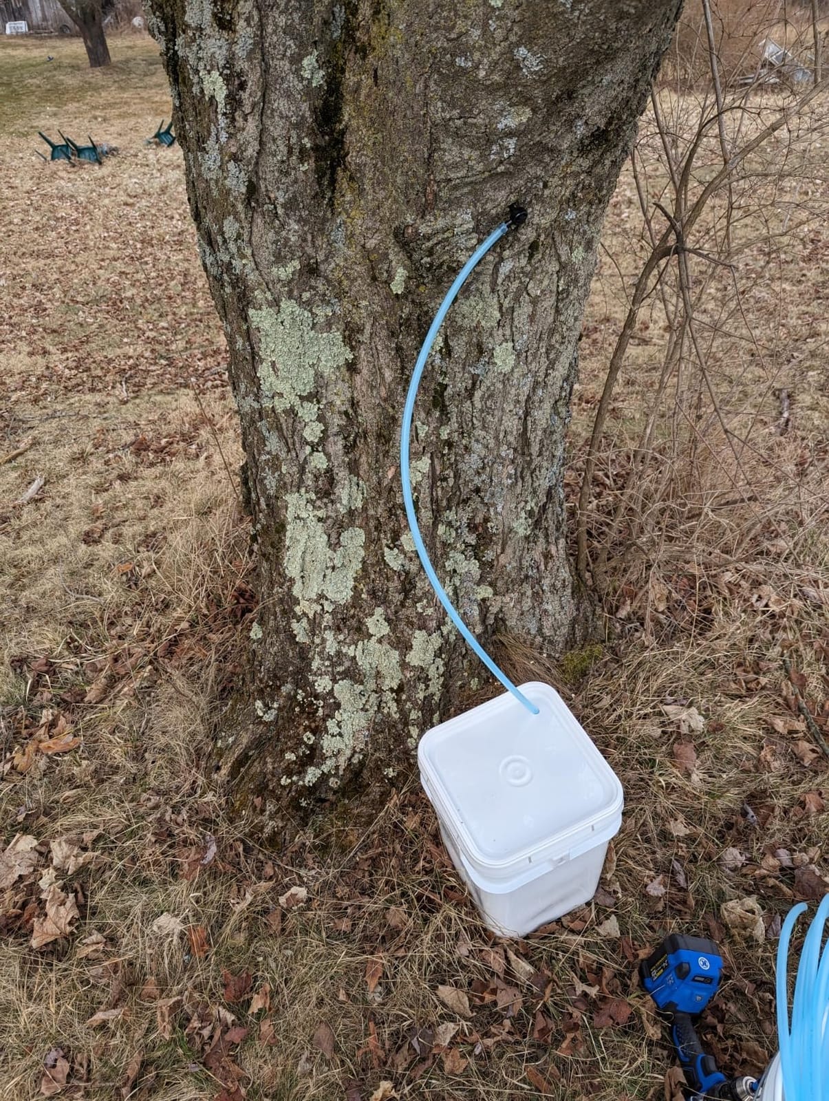 Sap Happy Ultimate Maple Syrup Tapping Kit - 10 Taps for Maple Trees, Complete maple tapping supplies: 10 taps, 10 tubing drops, 5 filters, drill bit, recipe cards customer photo 2