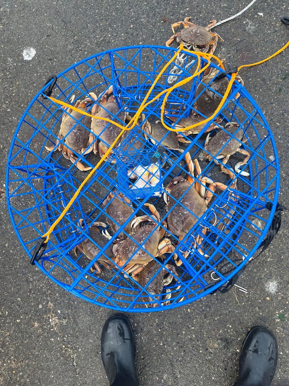 Heavy Duty Crab Pot Trap Pacific 3 Tunnel with 2 Doors(30''Dia-10''Tall) Crabbing Kit for Dungeness customer photo 1