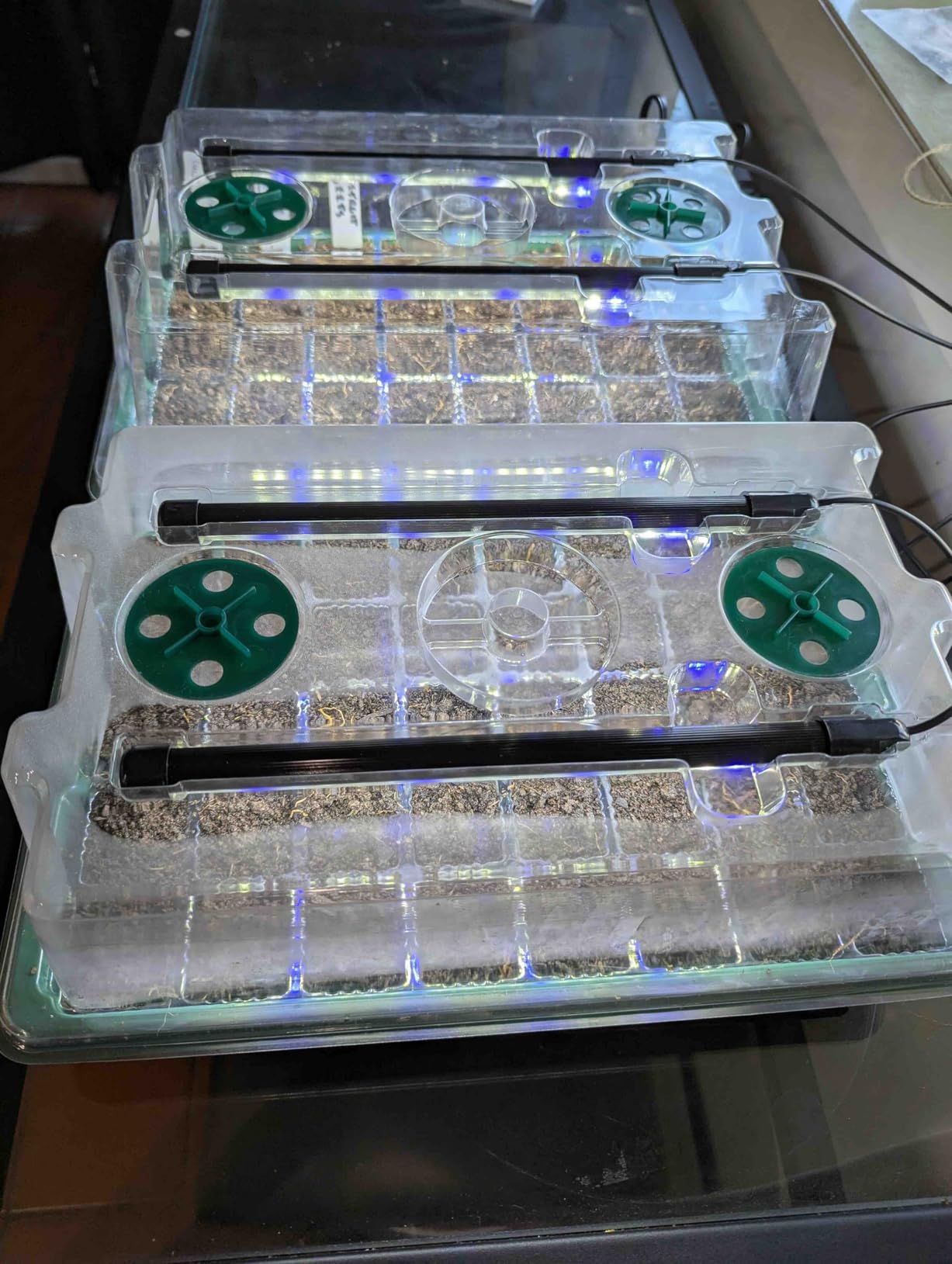 BlumWay Seed Starter Tray with Grow Light, Humidity Dome, 2 Pack 80 Cells customer photo 1
