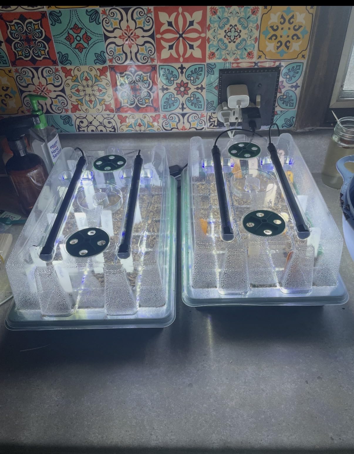 BlumWay Seed Starter Tray with Grow Light, Humidity Dome, 2 Pack 80 Cells customer photo 2