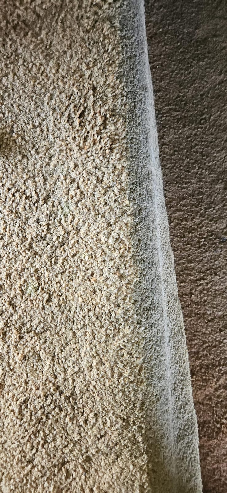 BISSELL TurboClean Pet XL Upright Carpet Cleaner, 3746 | Upholstery tough stain tool & formula included; XL capacity for large cleaning jobs; pet hair pickup customer photo 1