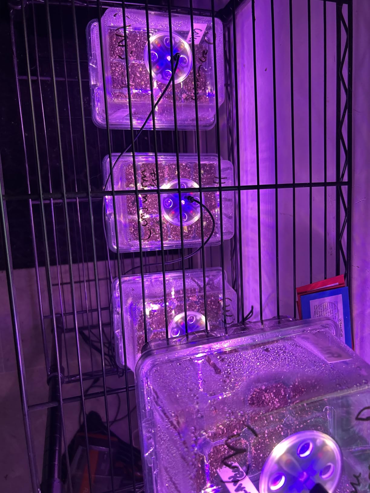 Bonviee Seed Starter Trays with 12-LED Grow Lights, Clear, 5 Pack customer photo 1