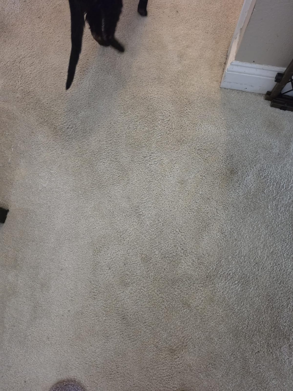 BISSELL Little Green Max Pet SmartMix Carpet Cleaner, 38572 | SmartMix Technology auto-mixes solution; self-cleaning tough stain tool; upholstery & car detailing customer photo 2