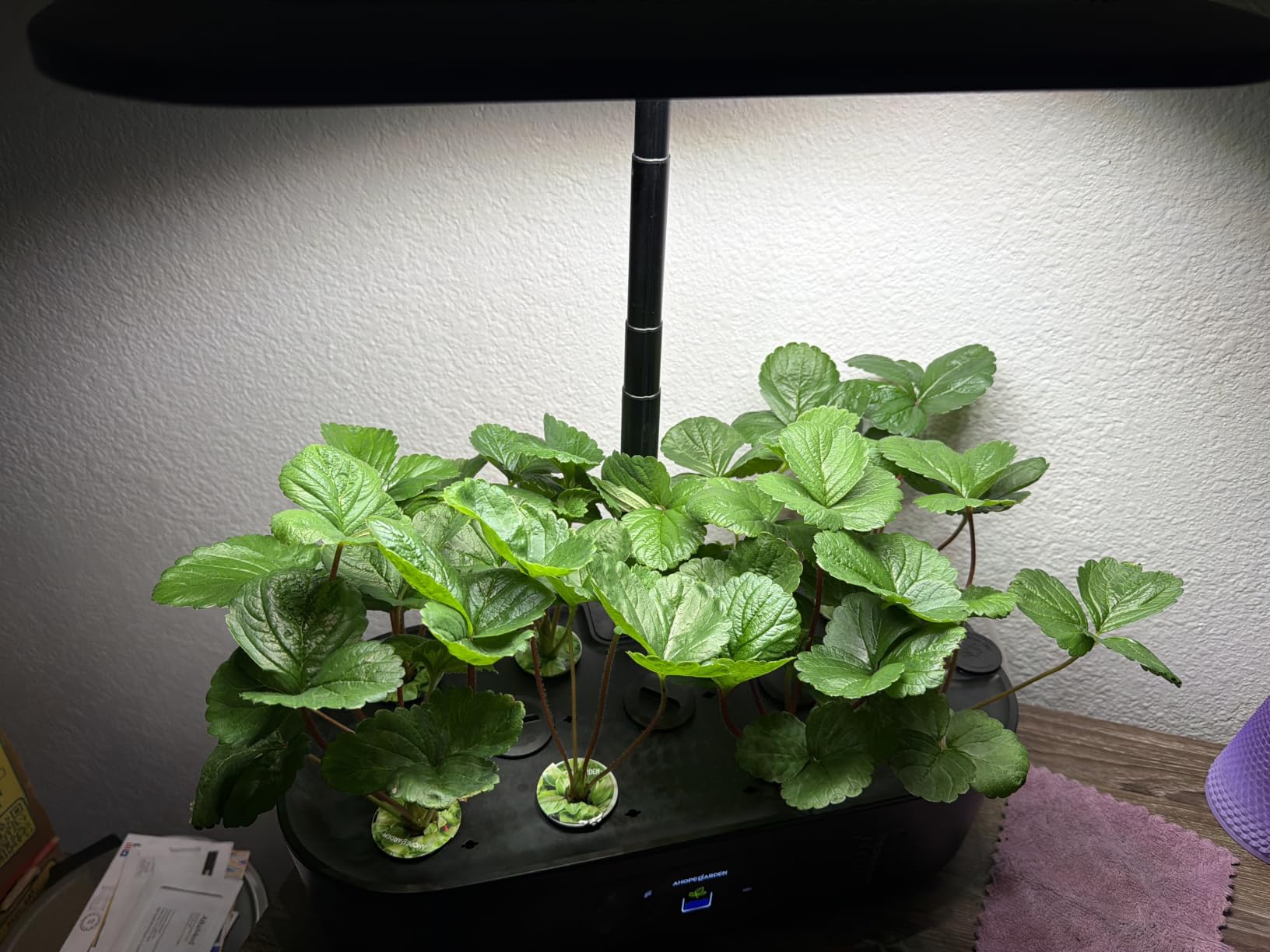 Ahopegarden Hydroponics Growing System Kit: 12 Pods with LCD Control Panel | Indoor Herb Garden with Grow Light, Planting Height Up to 17