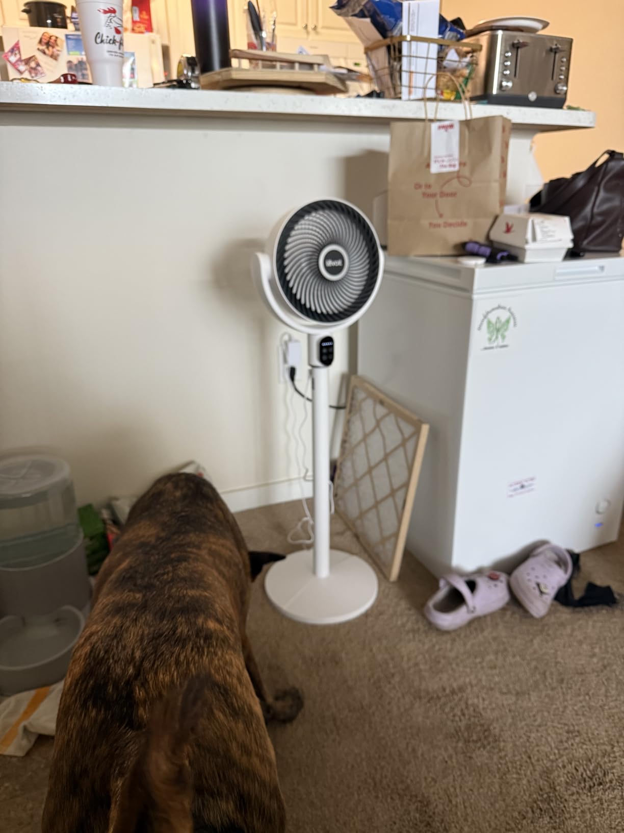 Levoit Standing Fan for Bedroom, 2-in-1 Pedestal & Tabletop Oscillating Fan | 20dB Quiet, Floor Fan with 90° Oscillation, 1024 CFM Airflow, DC Motor, 5 Speeds, 12H Timer, Remote, for Home, Room, White customer photo 1
