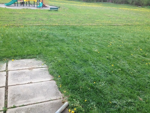 Scotts 2000-20S 20-Inch 5-Blade Push Reel Lawn Mower, Green customer photo 2