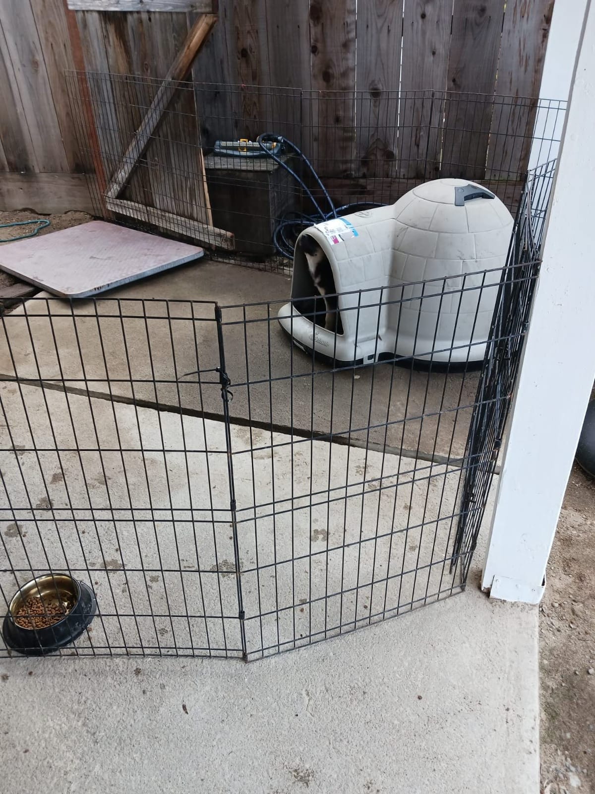 Petmate Large Dog House, Indigo Igloo Style, Taupe and Black | Weatherproof Construction for Dogs 50 to 90 Pounds, Made in USA customer photo 1