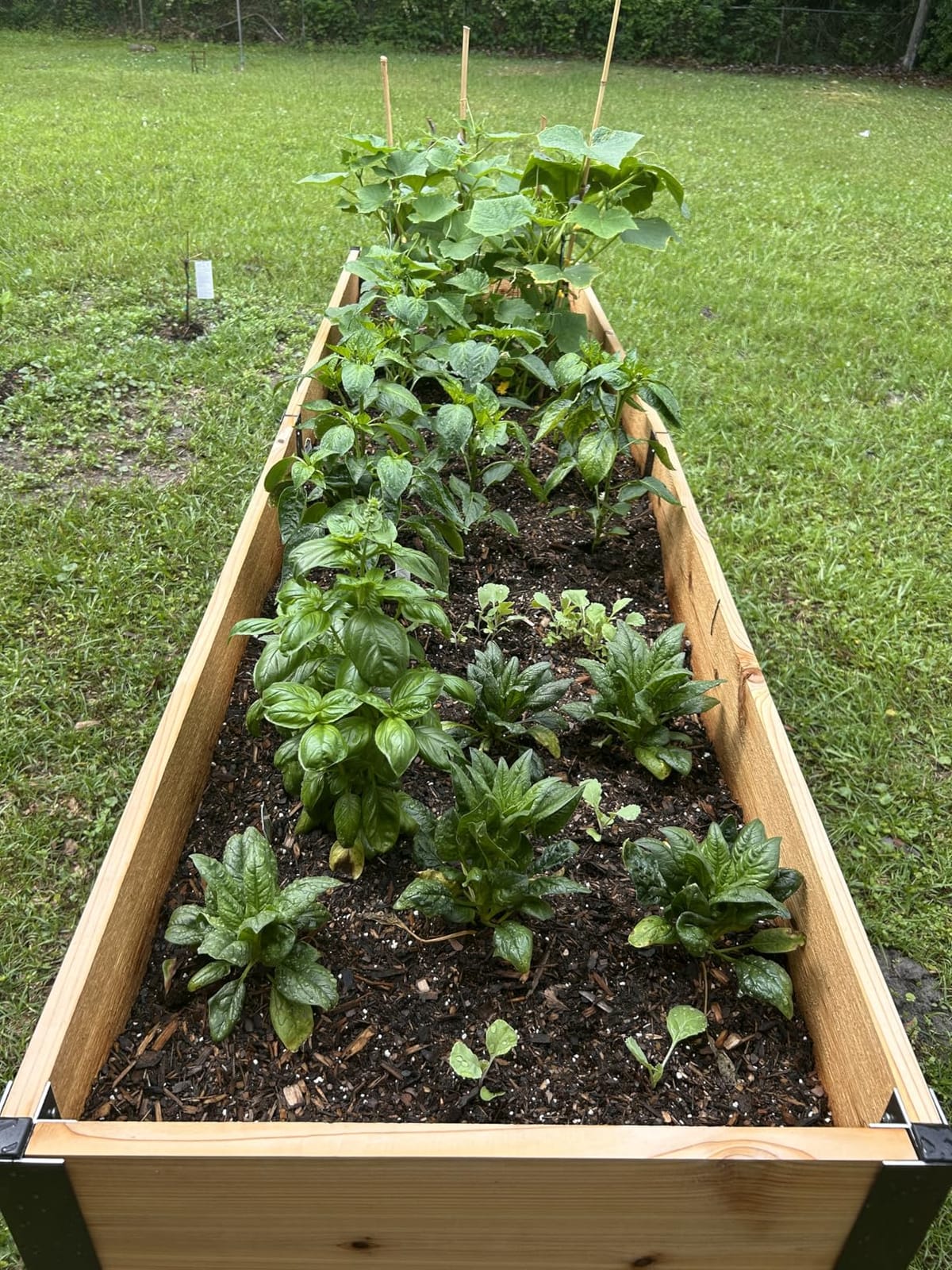 Gardener's Supply Company Elevated Cedar Raised Garden Bed 2' x 8' | Standing Planter with Heavy Duty Aluminum Corners for Outdoor Vegetable Flower Herb Planting customer photo 2