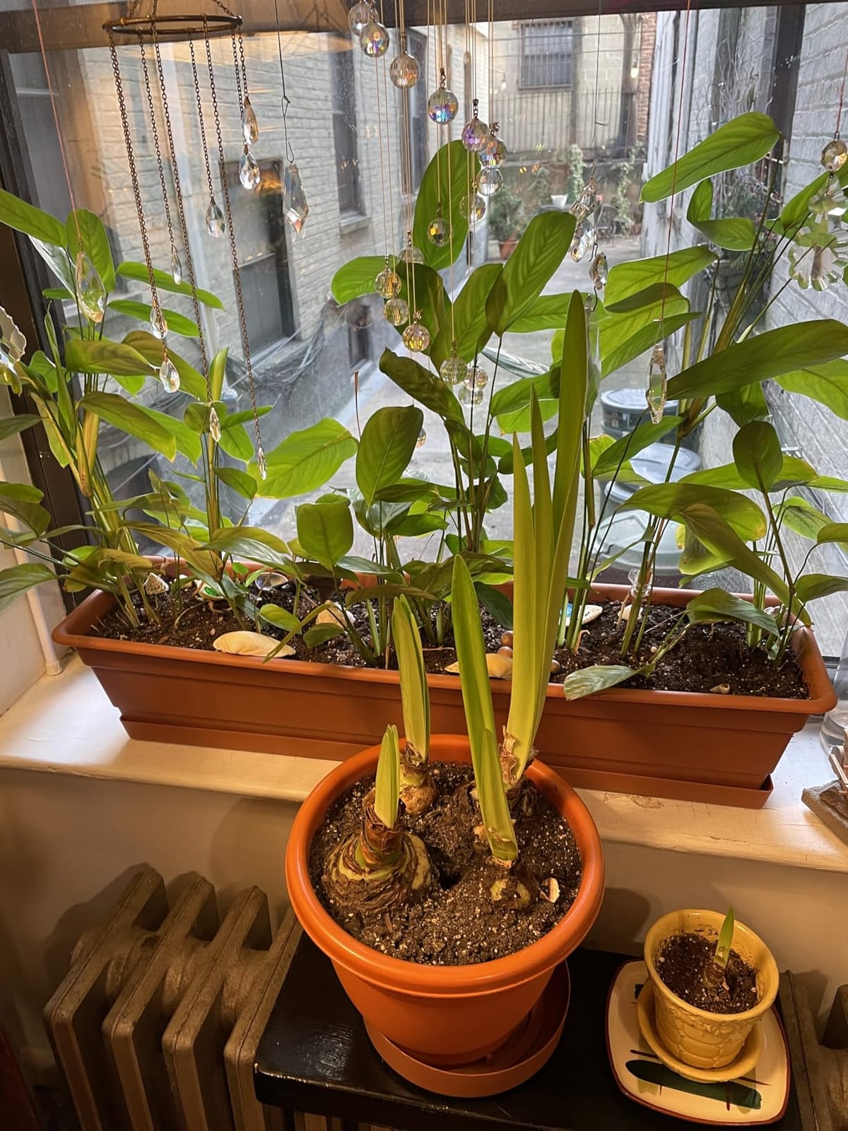 Bloem Dura Cotta Window Box Planter: 24