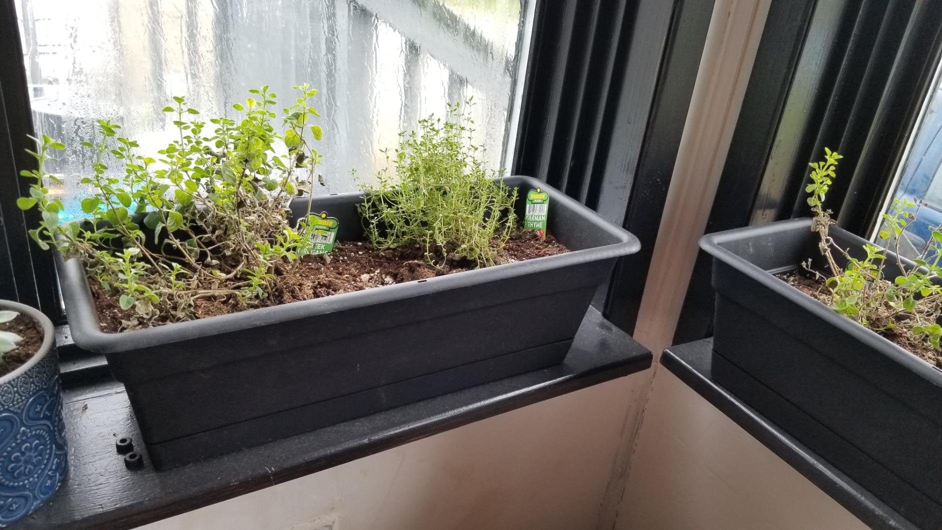 Bloem Dura Cotta Window Box Planter: 24