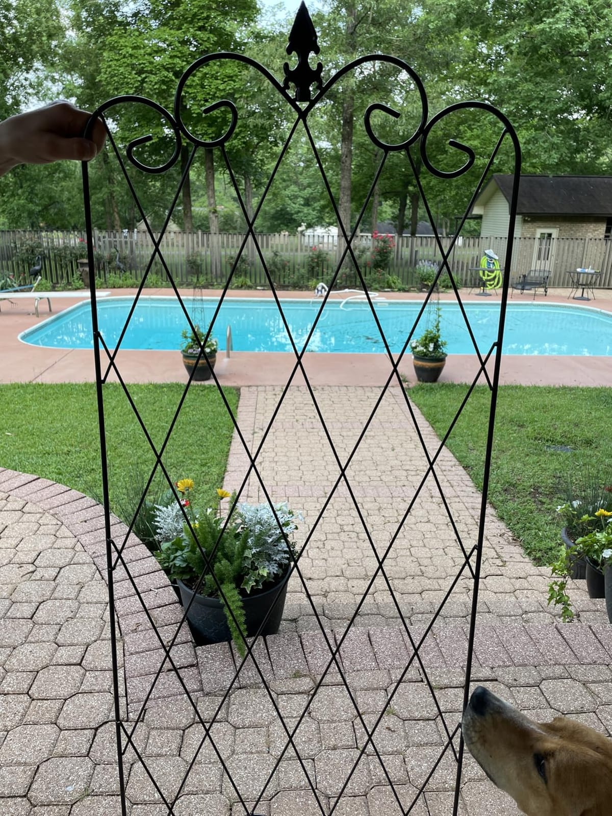 Amagabeli 2 Pack Garden Trellis for Climbing Plants 60