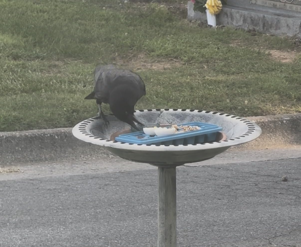 VIVOHOME Bird Bath for Outside, Polyresin Pedestal Birdbath, Green | Weather-Resistant, 20-Inch Bowl, 28-Inch Height, for Outdoor/Garden, Bird-Friendly, Easy to Clean customer photo 2