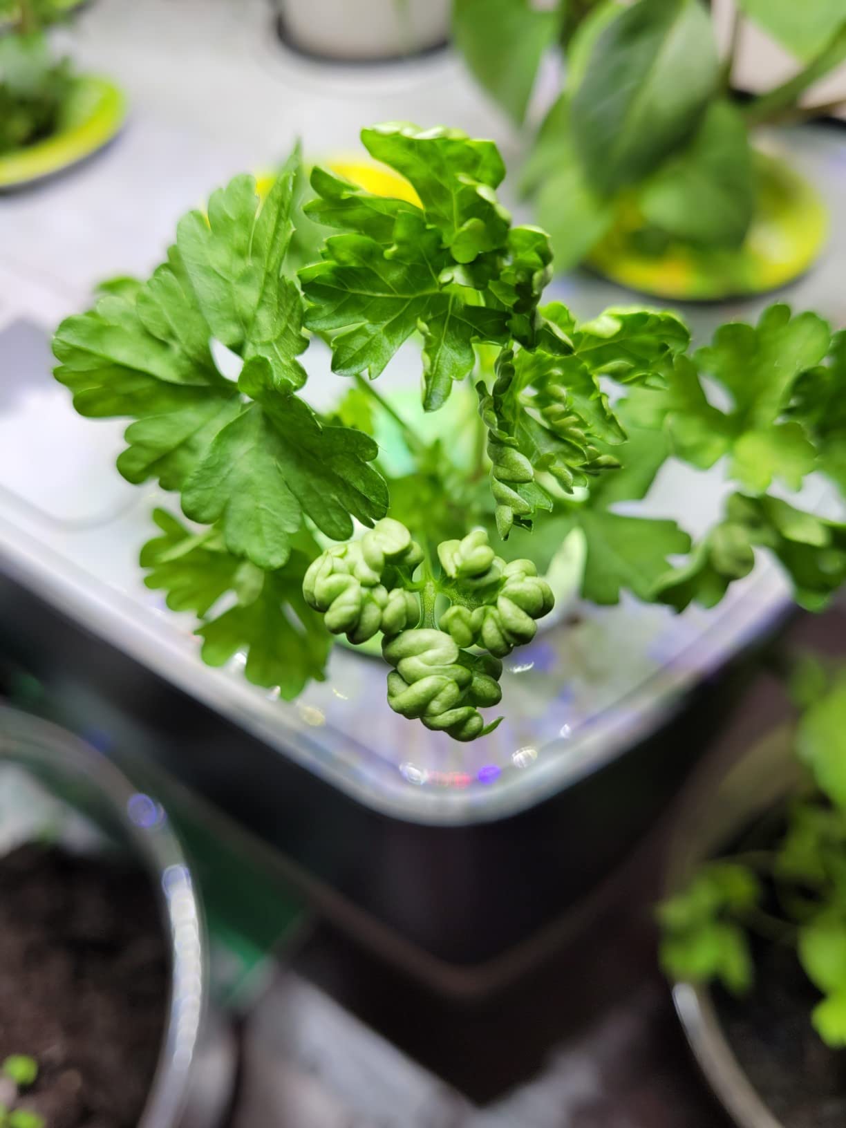 AeroGarden Harvest Indoor Garden Hydroponic System with LED Grow Light and Herb Kit, Holds up to 6 Pods, White customer photo 2