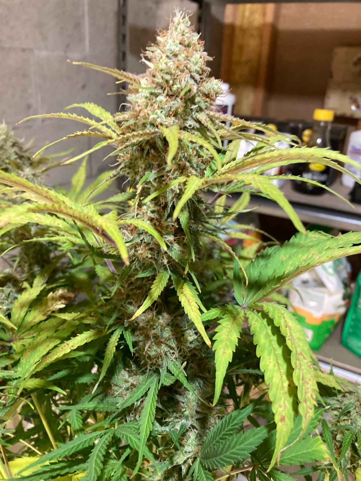 MARS HYDRO 150W TS1000 LED Grow Light for Indoor Plants Full Spectrum, Dimmable & Daisy-Chain Link for 2x2/3x3 Grow Tent customer photo 1