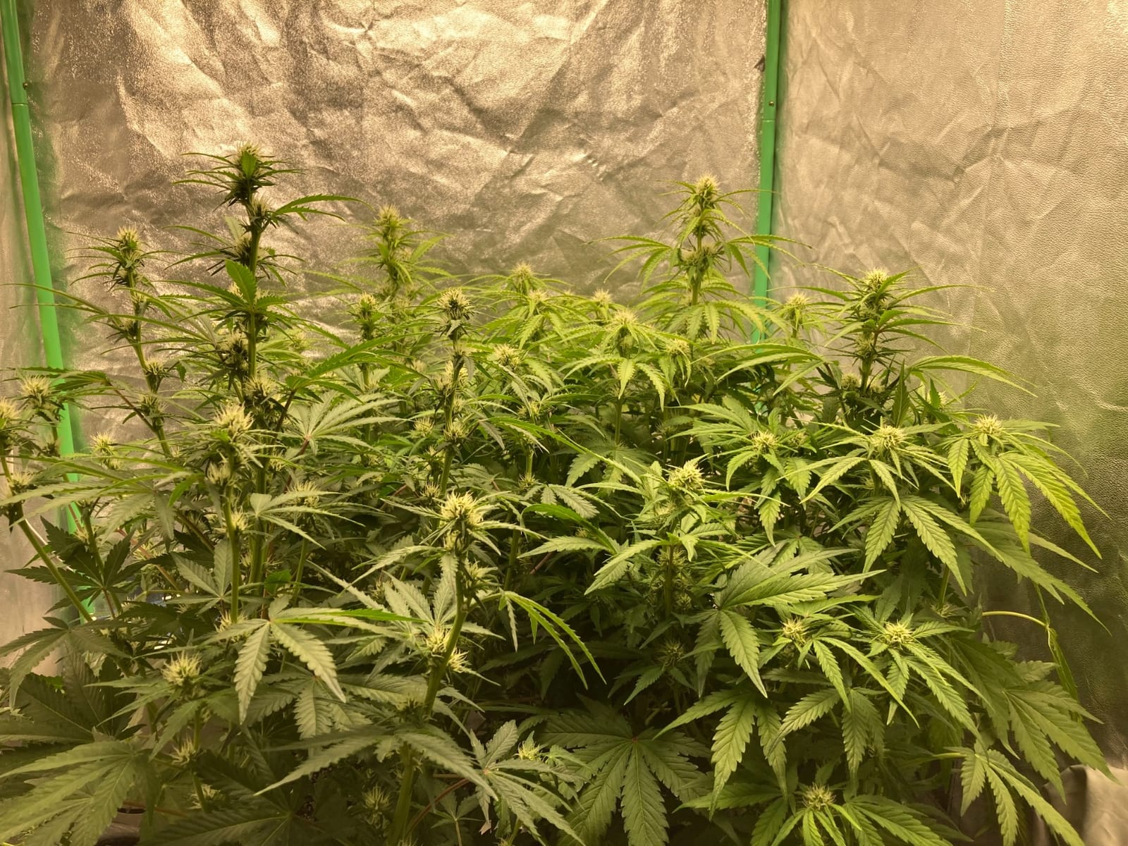 MARS HYDRO 150W TS1000 LED Grow Light for Indoor Plants Full Spectrum, Dimmable & Daisy-Chain Link for 2x2/3x3 Grow Tent customer photo 2