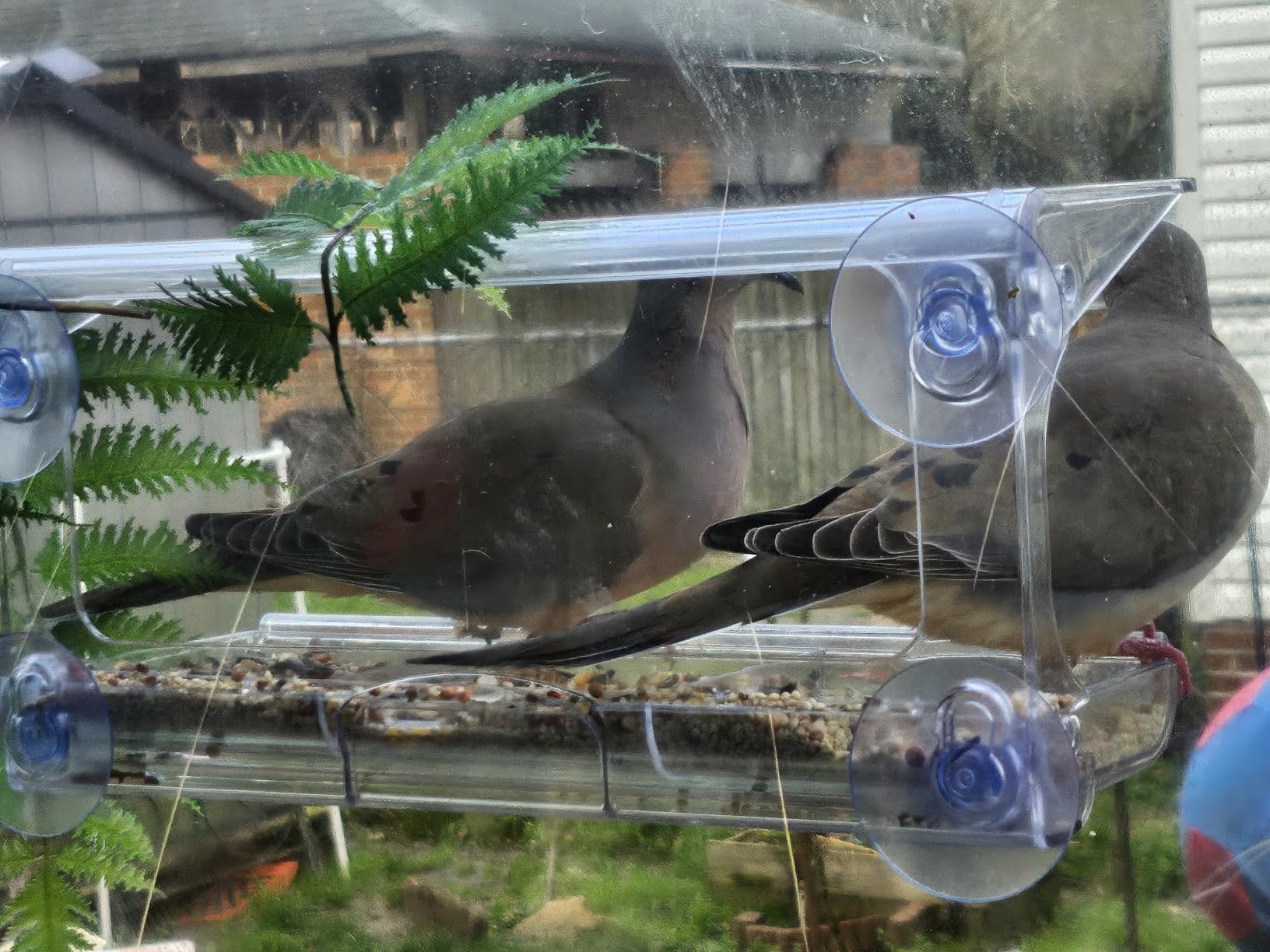 D.F. Omer Window Bird Feeder with 3 Section Tray and Roof Cover, Weatherproof Outdoor Suction Cup Hanger Acrylic Plastic Bird Feeder, Clear customer photo 2