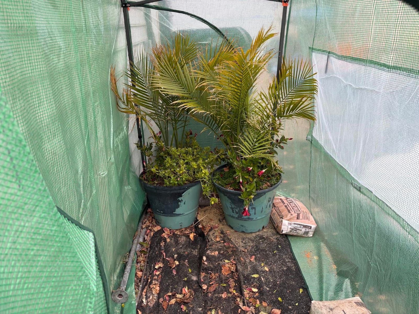 Eagle Peak 12x8 Easy Setup Pop Up Greenhouse, Walk-In Greenhouses for Outdoors, Roll-Up Doors & Mesh Windows, One Person Setup customer photo 1