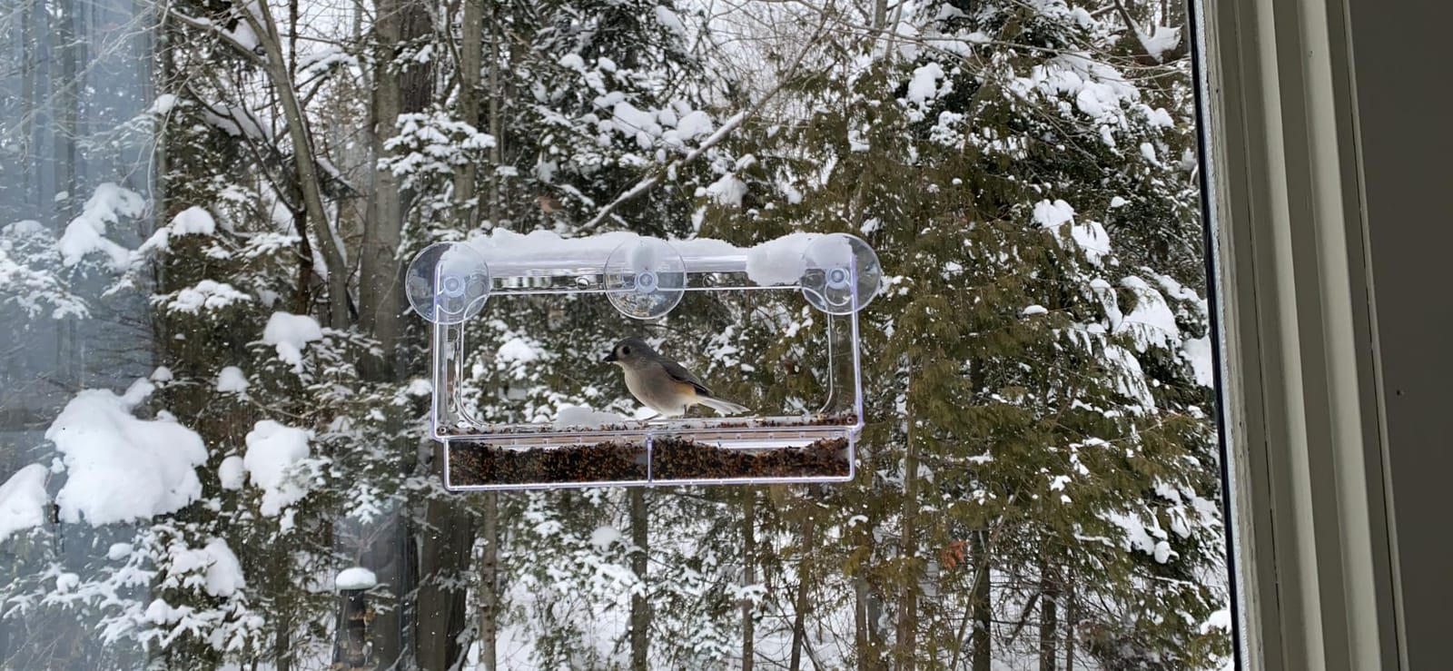 LUJII Shatterproof Window Bird Feeder with Strongest Suction Cups, Polycarbonate Window Mount Feeder with Crystal Clear View & Lift-Out Tray, Fits Bigger Birds Like Cardinal or Blue Jay, Clear customer photo 2