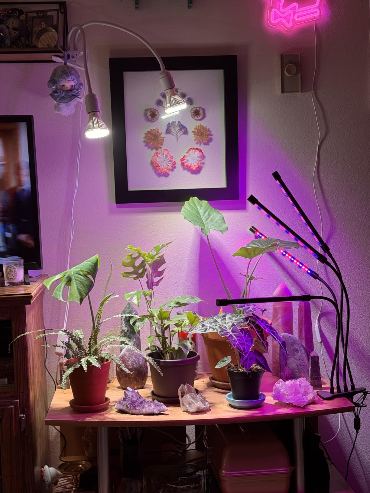 SANSI Grow Lights for Indoor Plants, 20W Clip-On Gooseneck LED Plant Lights, Lifetime Free Bulb Replacement, Plant Lights for Indoor Growing, 2-Head No Timer, Full Spectrum LED Grow Light, High PPFD customer photo 1
