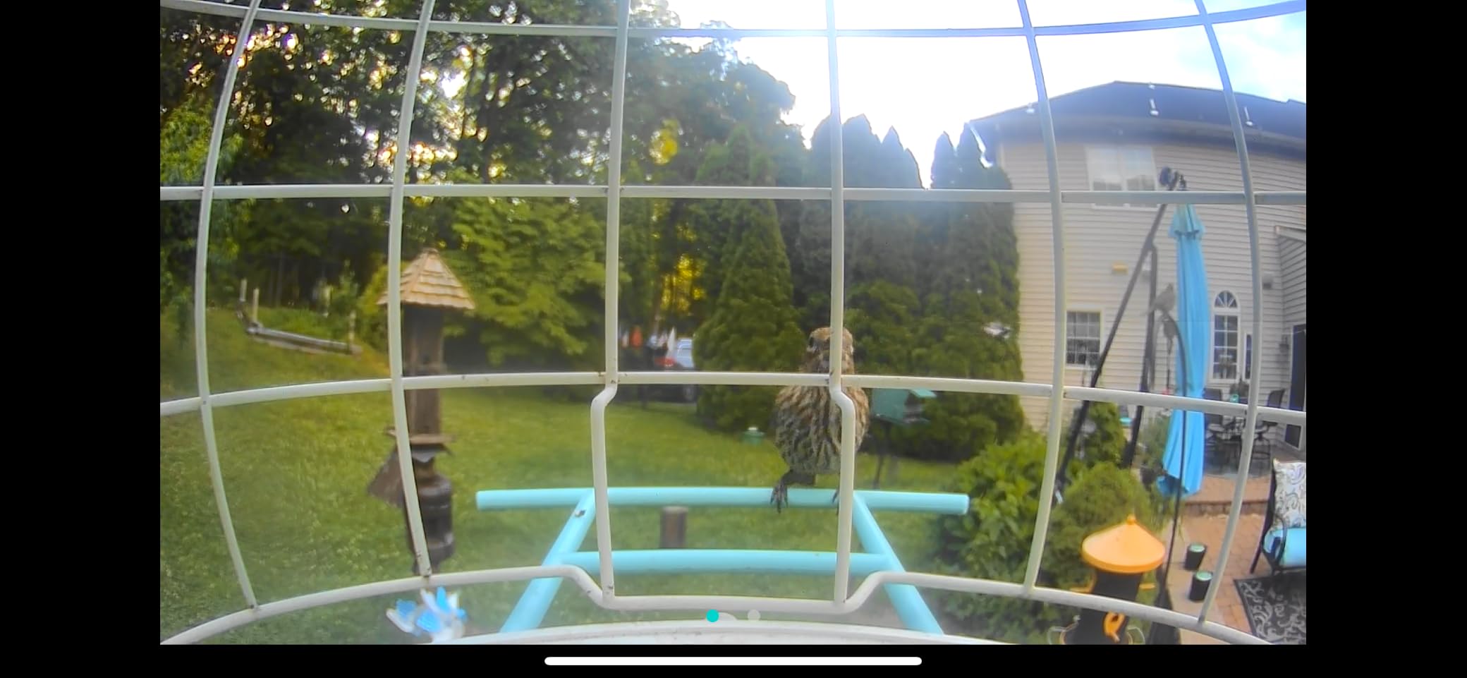 NETVUE by Birdfy Smart Bird Feeder with 2K AI Camera | Solar Powered, Auto Record & Notification, Accurate AI Bird ID, Free Cloud Storage, Share with 20+ Members, Work with Alexa customer photo 2