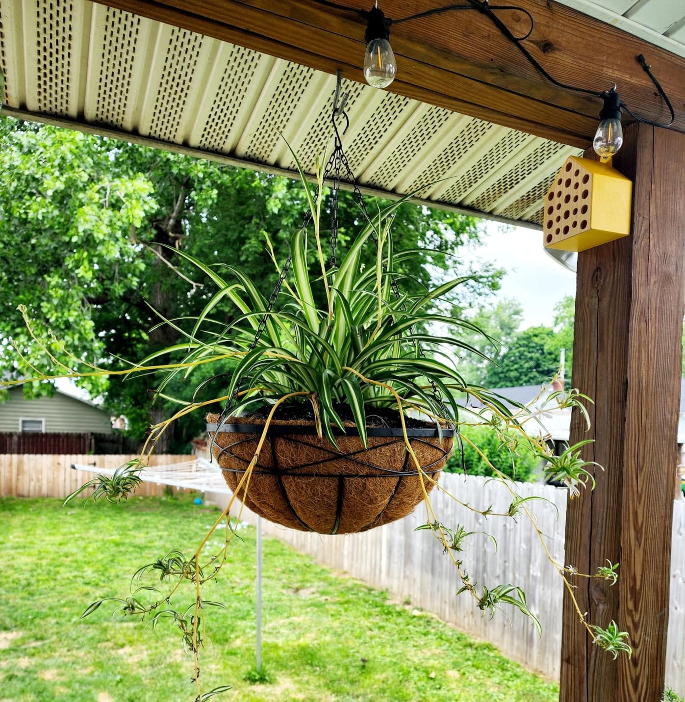 4 Pack 12 Inch Hanging Planters for Outdoor Plants Metal Watering Flower Baskets with Coco Liner for Outside Planting Plant Holder Pot for Home Garden Porch Balcony Railings Decor customer photo 2