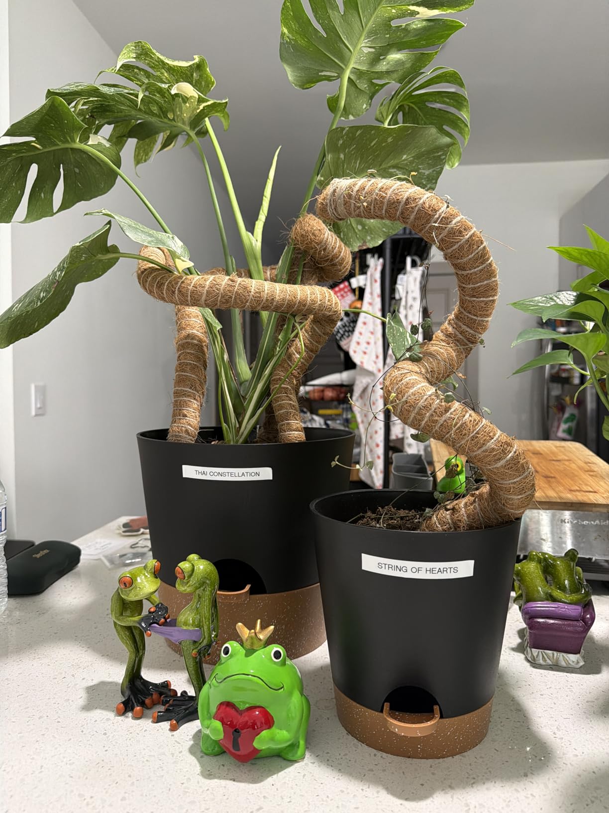 YNNICO Indoor Self Watering Planters with Drainage Holes and Saucers, 8, 7, 6.5, 6, 5.5, 5 Inches, Green, 6 Pots customer photo 1