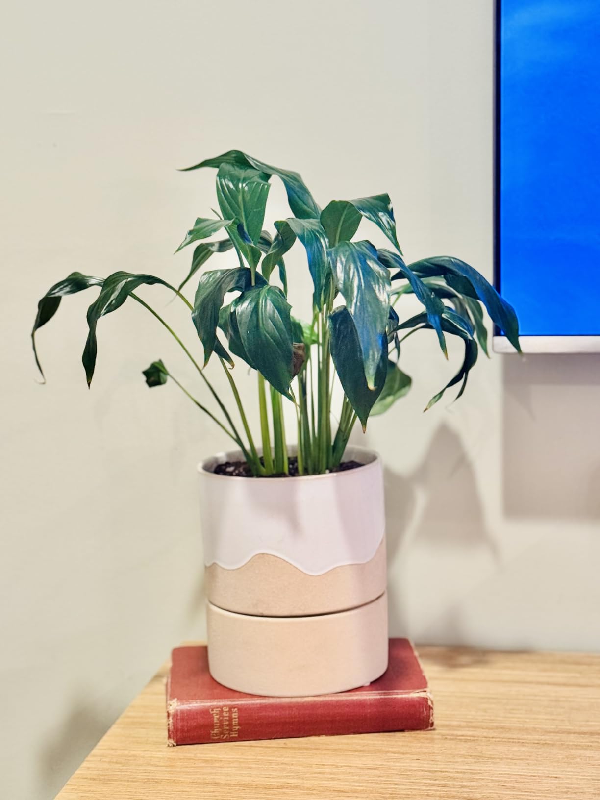 Nihow Ceramic Self Watering Plant Pot for Indoor Plants, 6 Inch, Cream White | Planter with Cotton Wick, Drainage Hole & Water Storage Plus, Cylinder Round Flower Pot, For Succulent/Herbs/Violets customer photo 1