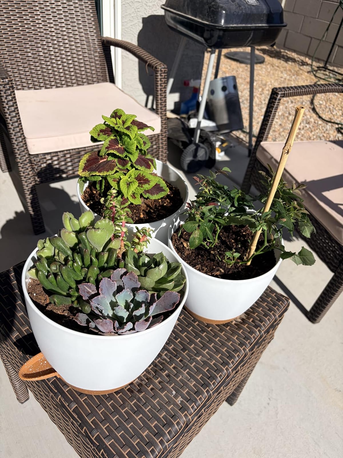 QRRICA Plant Pots 10/9/8/7.5/7 Inch Self Watering Pots, Set of 5 Plastic Planters with Drainage Holes and Saucers,Plastic Flower Pots,Nursery Planting Pot for Indoor Out Door Plants (Green) customer photo 2