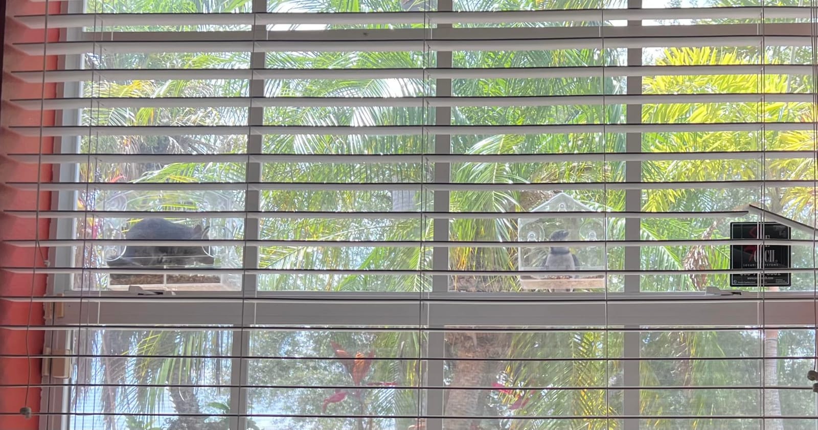 Clear Acrylic Window Bird Feeder for Outside with 4 Strong Suction Cups and Detachable Seed Tray, Highly Transparent Outdoor Viewing Birdfeeder customer photo 1