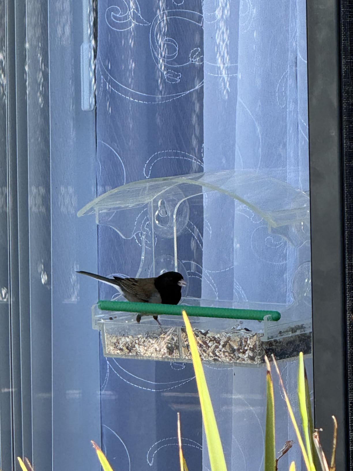 Clear Acrylic Window Bird Feeder for Outside with 4 Strong Suction Cups and Detachable Seed Tray, Highly Transparent Outdoor Viewing Birdfeeder customer photo 2