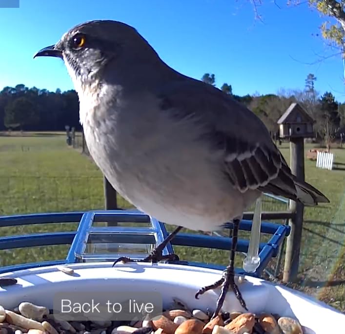 Bird Feeder with Camera,Birds House Camera,Solar Powered,AI Bird ID | Auto records FHD videos of birds in your backyard,Instant Notifications, Ideal gift for family and bird lovers,Navy Blue customer photo 1