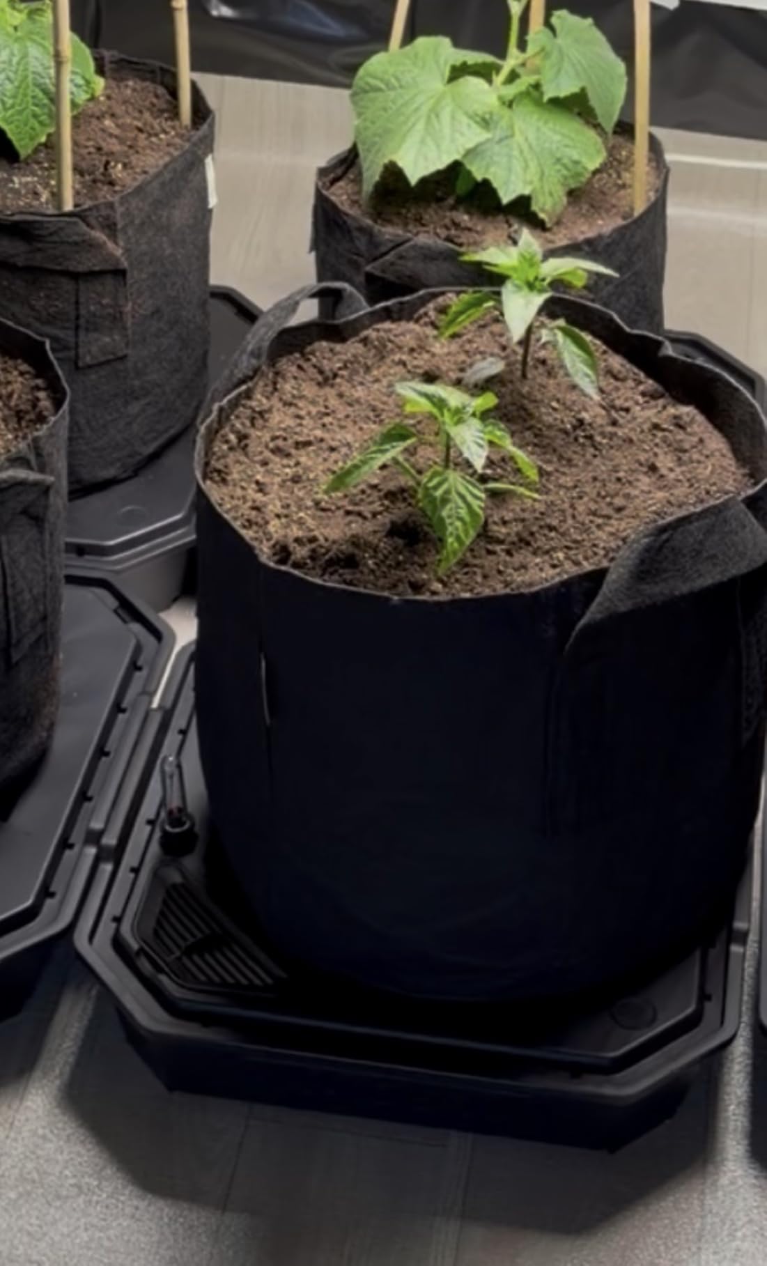 VIVOSUN 4-Pack FlexFeed Self-Watering Pots, Auto Irrigation Fabric Pot Base | Water Meter & Maintenance Window, for Use Indoors in Grow Tents/Outdoors customer photo 2