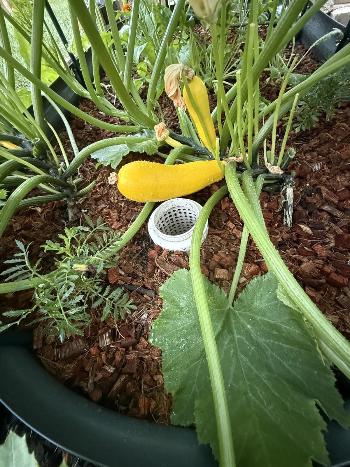 Underground Worm Farm, Garden Mini vermicomposting bin for use in Outdoor Gardening from Kitchen Food Waste, with Holes and lid, White (10.2x4.3x4.3IN) customer photo 1