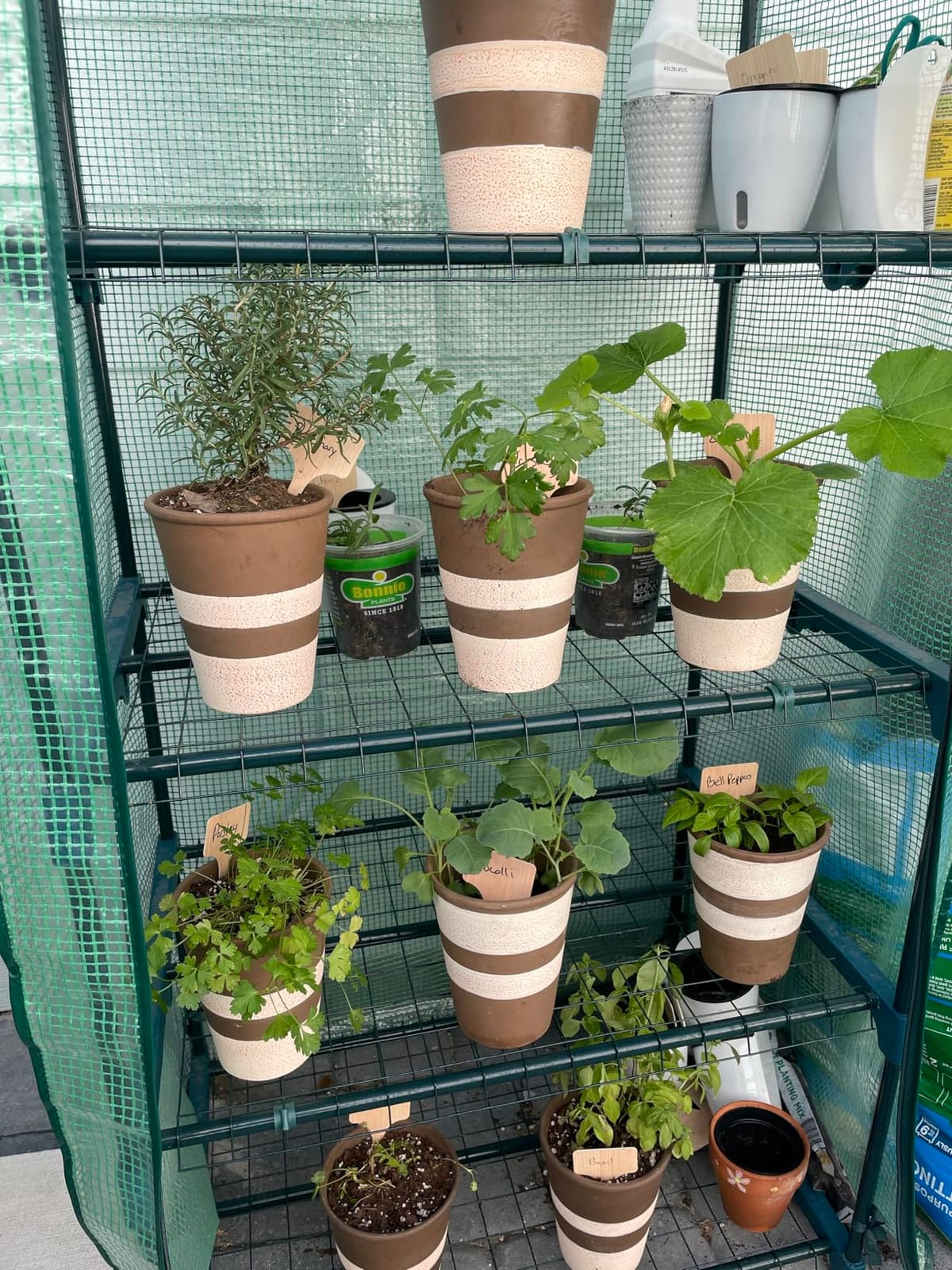 4-Tier Mini Greenhouse for Indoor Outdoor customer photo 1