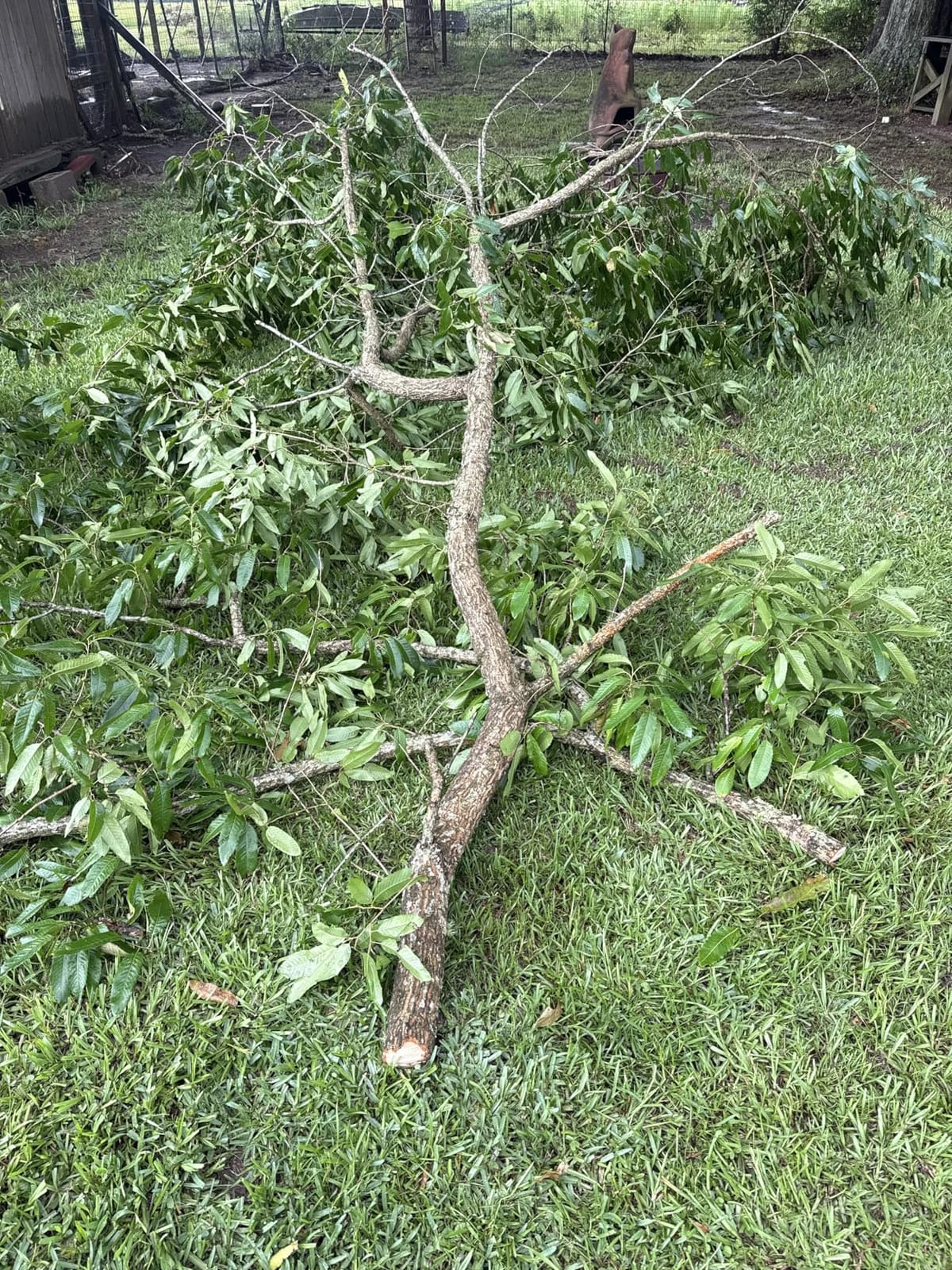 VINGLI 26FT Manual Pole Saw for Tree Trimming, Extendable Tree Pruner, Sharp Steel Blade and Scissors, High Tree Branch Cutter with Lightweight 8 Fiberglass Long Handles, for Pruning Palms and Shrubs customer photo 2