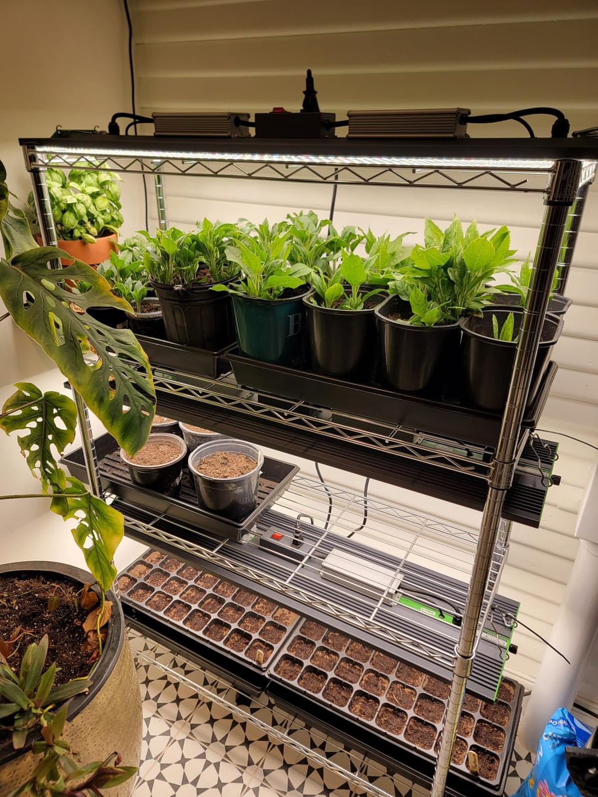 70 Watt Grow Light, Dimmable Plant Light, LED Grow Lights for Indoor Plants | VIPARSPECTRA P700 Full Spectrum Growing Lamp Seed Starting Seedlings Vegetable, 11000 Lumens Small Hanging for 2x2 Grow Tent customer photo 1