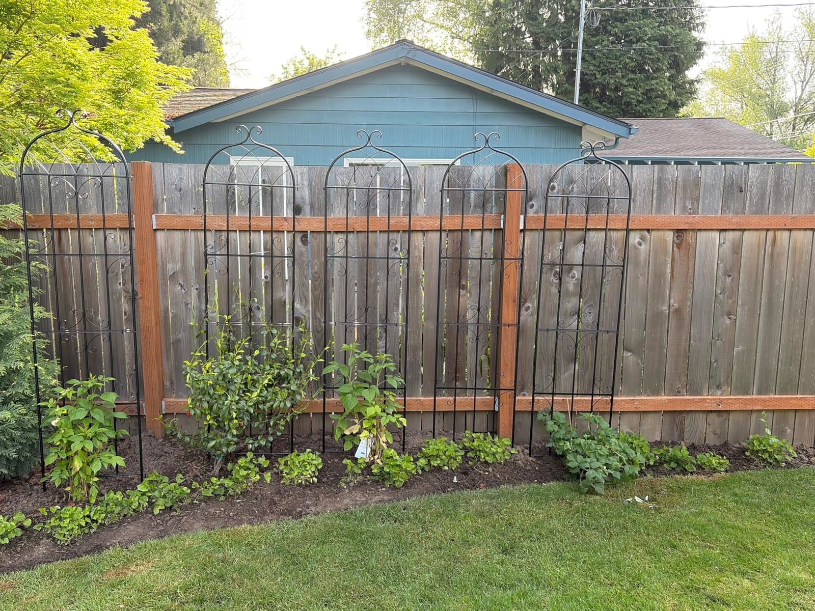 VEVOR Garden Trellis for Climbing Plants, 87 x 20 in, 4 Packs Rustproof Metal Garden Flower Trellis, Outdoor Climbing Rose Cucumbers Support, Decorative Clematis Trellis for Courtyards Lawns customer photo 2